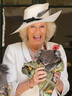 Camilla Parker con un koala