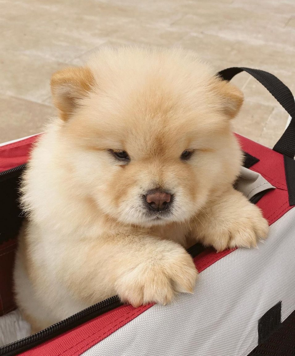 Pipa, la nueva perrita de Laura Matamoros/ Foto: Instagram