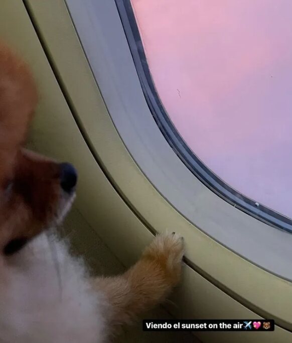 Canela, la perrita de Violeta, en un avión/ Foto: Instagram