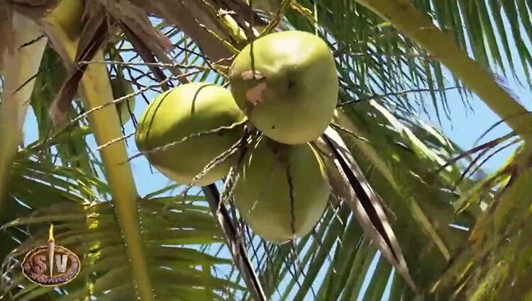Los concursantes tienen prohibido varear cocos verdes en 'Supervivientes 2022' | Fuente: telecinco.es