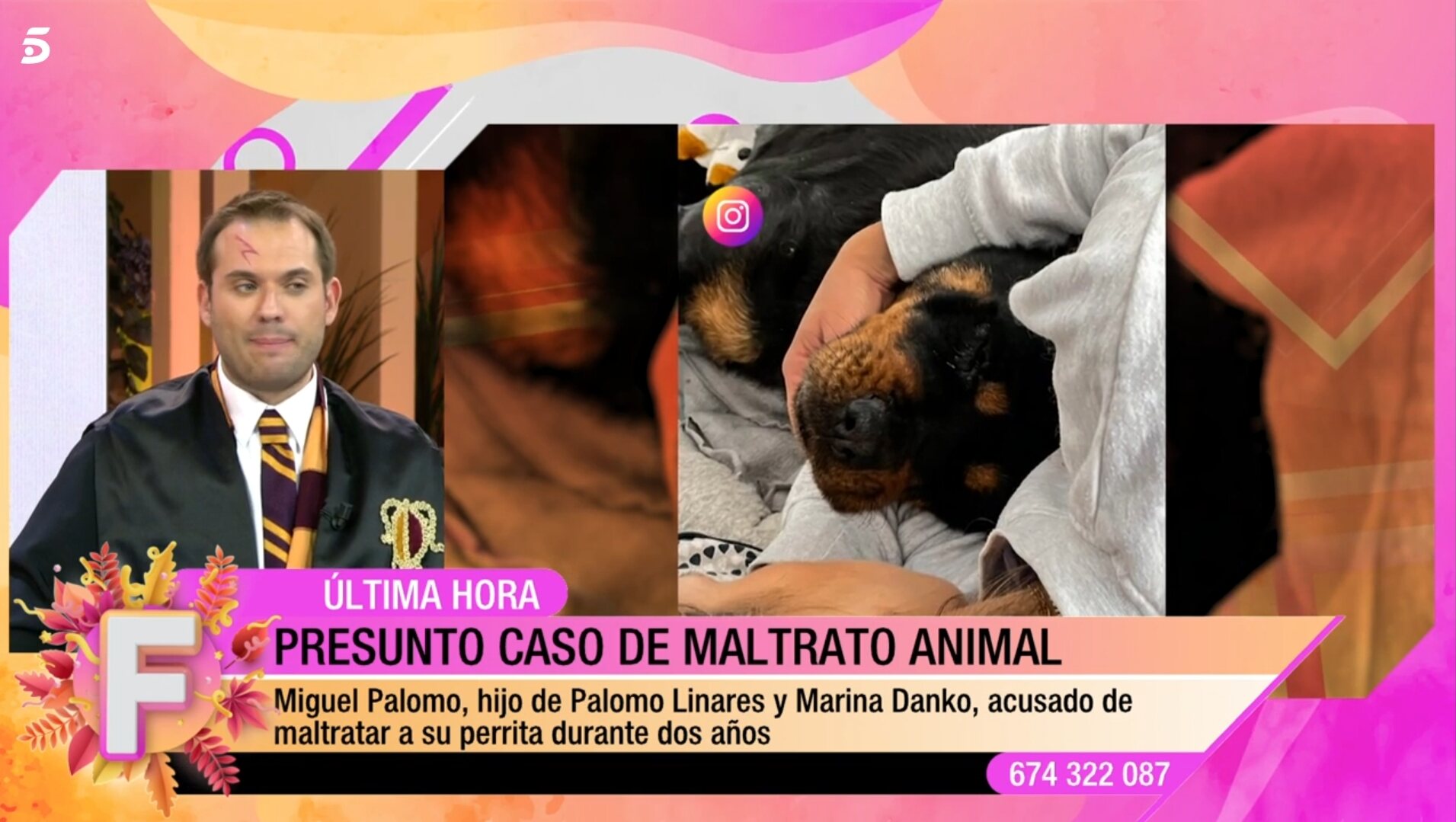 Bronca, la perra maltratada / Foto: Telecinco.es