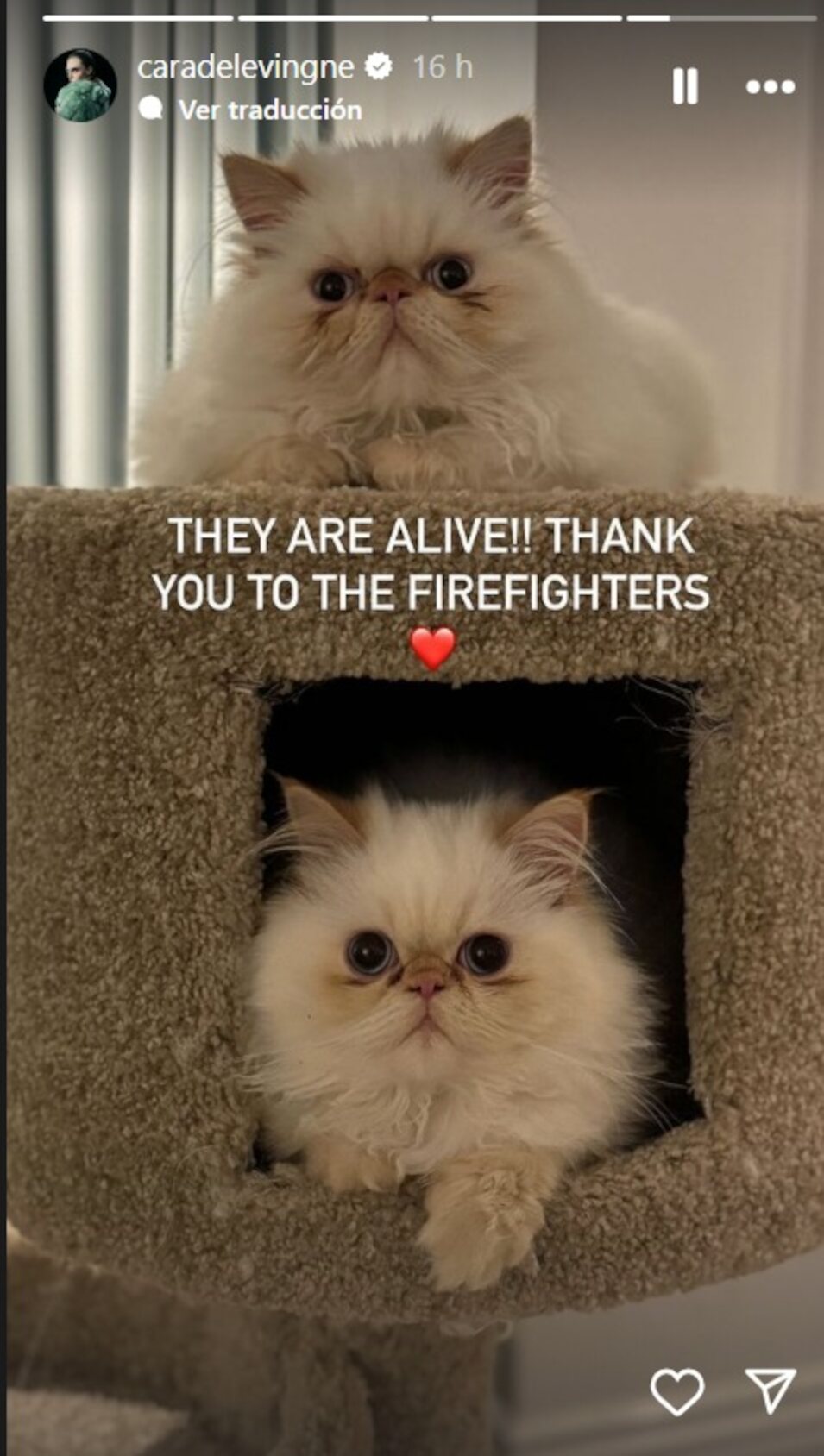 Los gatos de Cara Delevingne son rescatados del incendio | Instagram