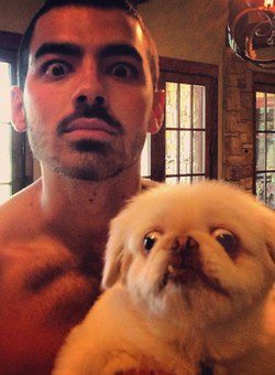 Joe Jonas posa junto a su perro / Instagram