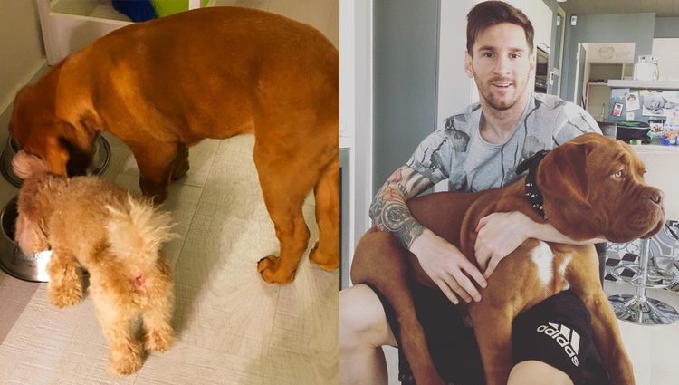 Las mascotas de Leo Messi y Antonella Rocuzzo