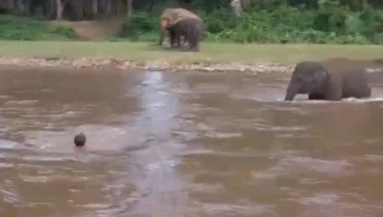 El elefante se lanza al agua a por su dueño / Foto: telecinco.es