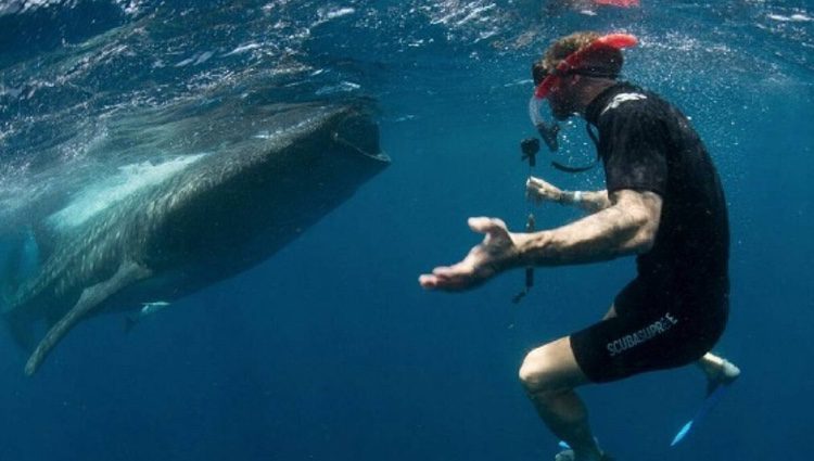 Sergio Ramos nadando con tiburones / Instagram