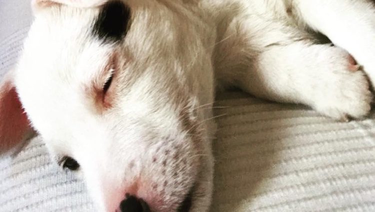 Nash, el nuevo perrito de Nagore Robles/ Fuente: Instagram