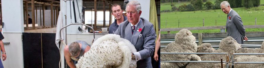 El Príncipe Carlos de Inglaterra esquila ovejas en Tasmania durante su viaje a Australia con Camilla Parker
