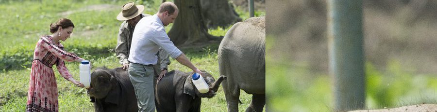 La tierna despedida del Príncipe Guillermo y Kate Middleton de La India: le dieron el biberón a elefantes y rinocerontes