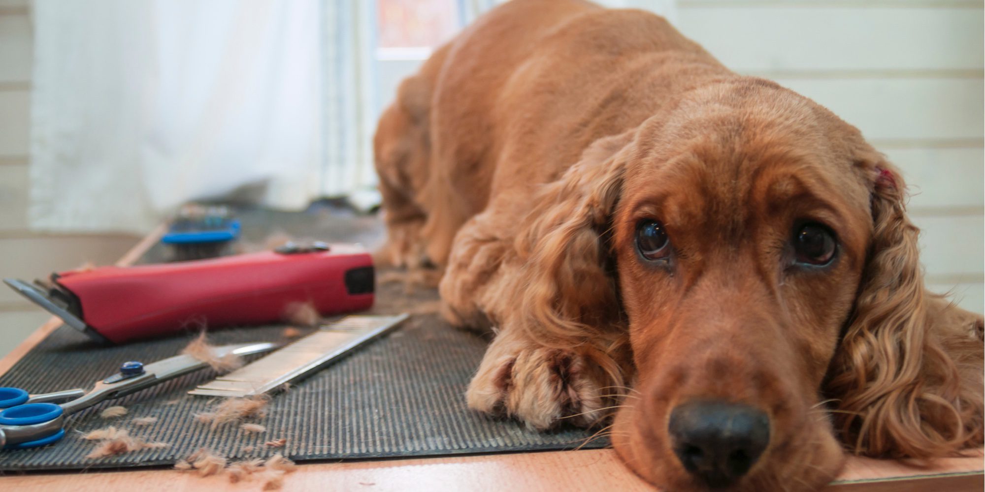La historia del perro que no se quiso apartar del ataúd de su dueño, muerto en el terremoto de Italia