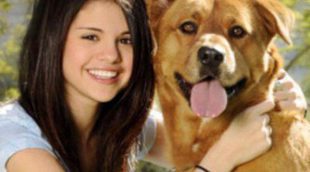 Selena Gomez y Justin Bieber adoptan un cachorro juntos