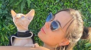 El gato de Georgina Rodríguez viaja en avión privado a España tras ser atropellado
