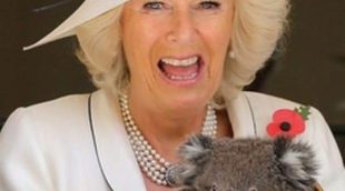 Camilla Parker Bowles, asustada tras coger un koala junto al Príncipe Carlos en Australia