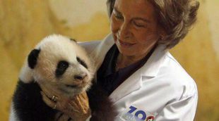 La Reina Sofía visita 'por sorpresa' el Zoo de Madrid para conocer a la última cría de oso panda