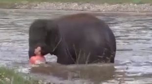 Un elefante se lanza al río al ver que su cuidador había caído al agua y podía estar ahogándose