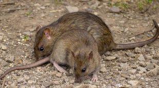 Muere una bebé de tres meses tras ser devorada por las ratas mientras su madre se encontraba de fiesta