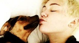 Miley Cyrus se despierta con los besos de su perro por la ausencia de Liam Hemsworth