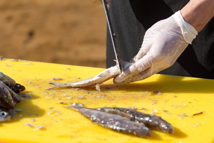 Limpiando sardinas