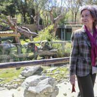 La Reina Sofía visita por primera vez a la panda Chulina en el Zoo de Madrid