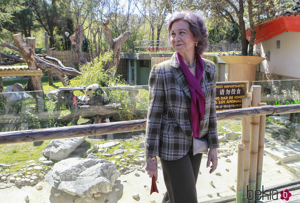 La Reina Sofía visita por primera vez a la panda Chulina en el Zoo de Madrid