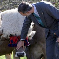 El Rey Felipe acariciando una res vacuna de Poreñu, Pueblo Ejemplar de Asturias 2017