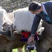 El Rey Felipe acariciando una res vacuna de Poreñu, Pueblo Ejemplar de Asturias 2017