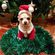El perrito de Paula Echevarría con el árbol de Navidad de fondo