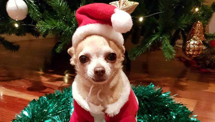 El perrito de Paula Echevarría con el árbol de Navidad de fondo