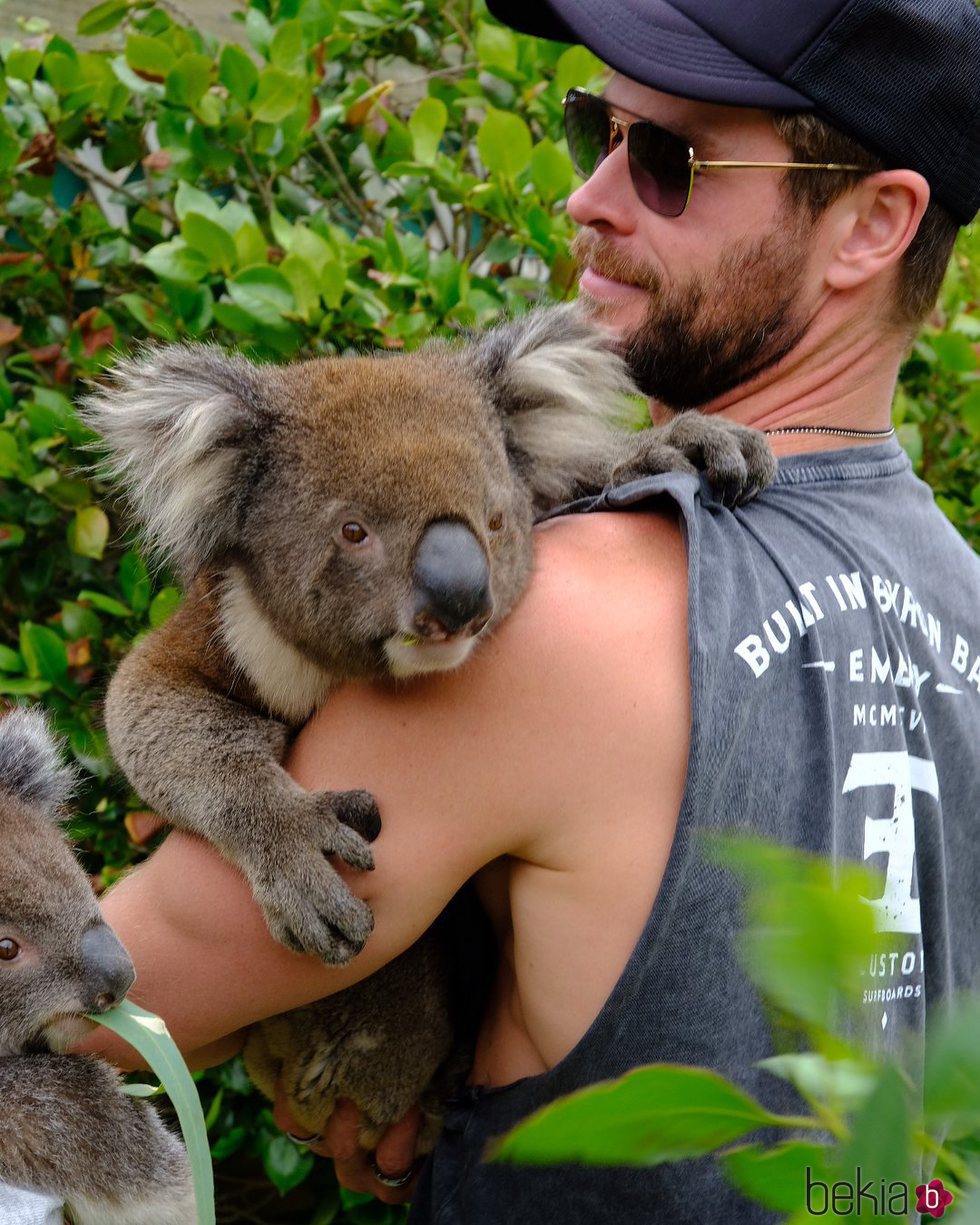 Chris Hemsworth con un koala en Isla Canguro
