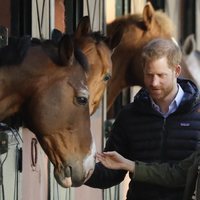 El Príncipe Harry y Meghan Markle acarician un caballo durante su visita a Marruecos