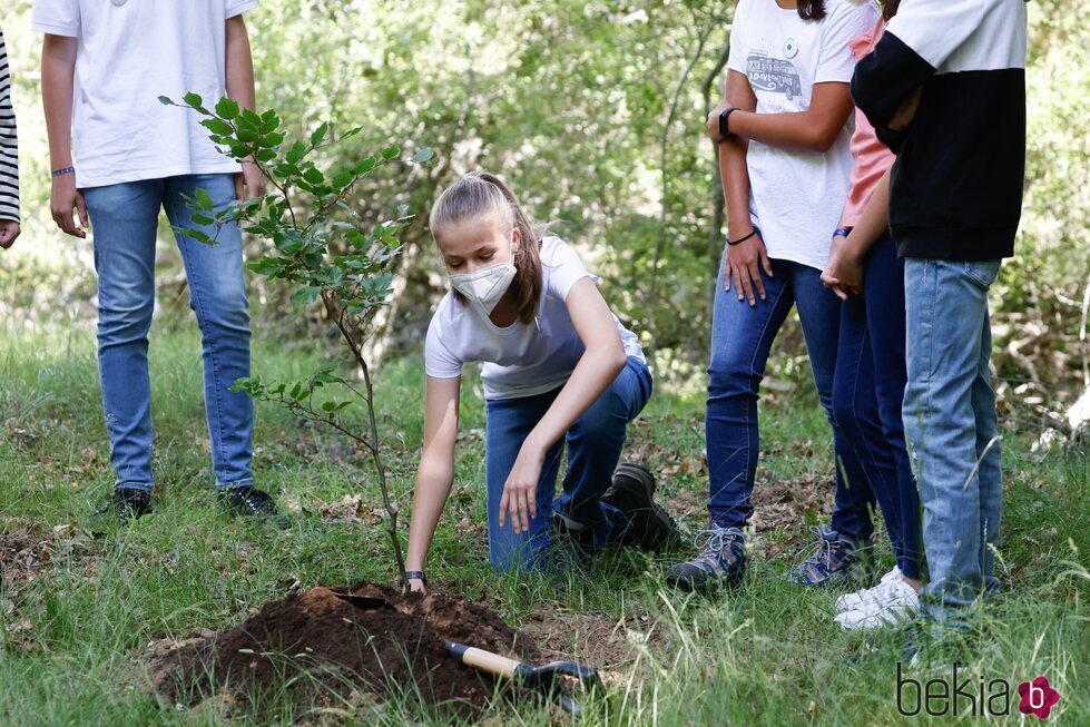 La Princesa Leonor plantando un árbol en el acto del programa europeo #UNÁRBOLPOREUROPA en el Hayedo de Montejo