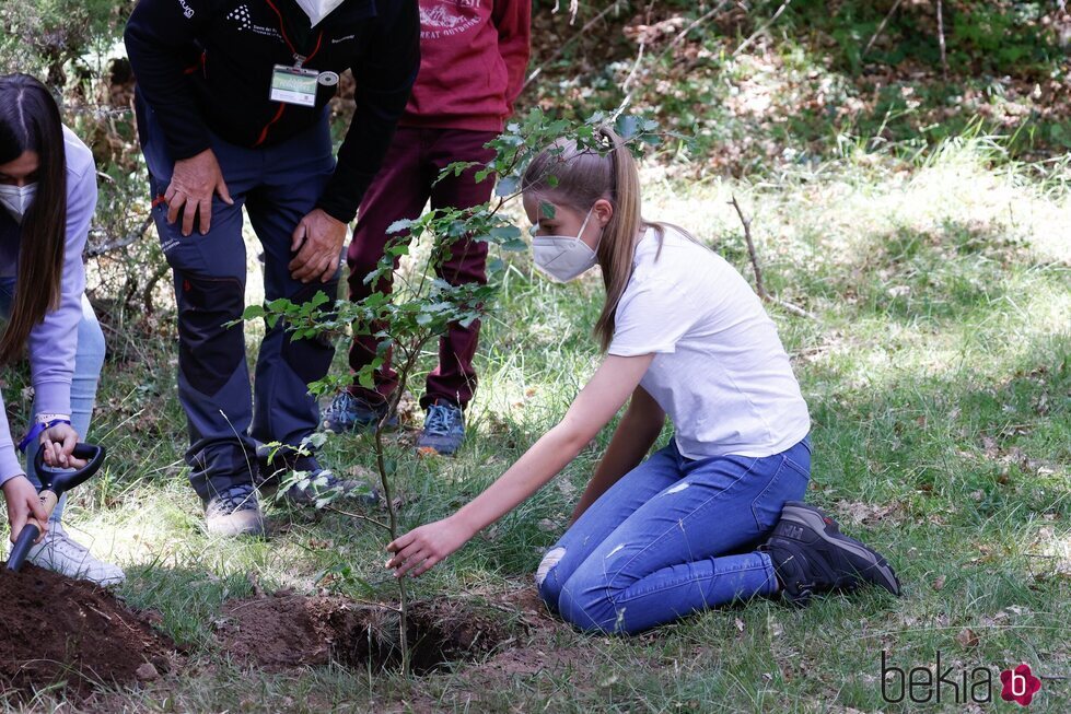 la Infanta Sofía plantando un árbol en el acto del programa europeo #UNÁRBOLPOREUROPA en el Hayedo de Montejo