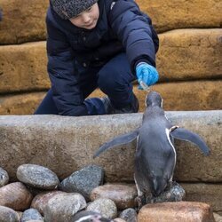 Vicente de Dinamarca alimentando a un pingüino en la inauguración del Mary's Australian Garden en el zoo de Copenhague