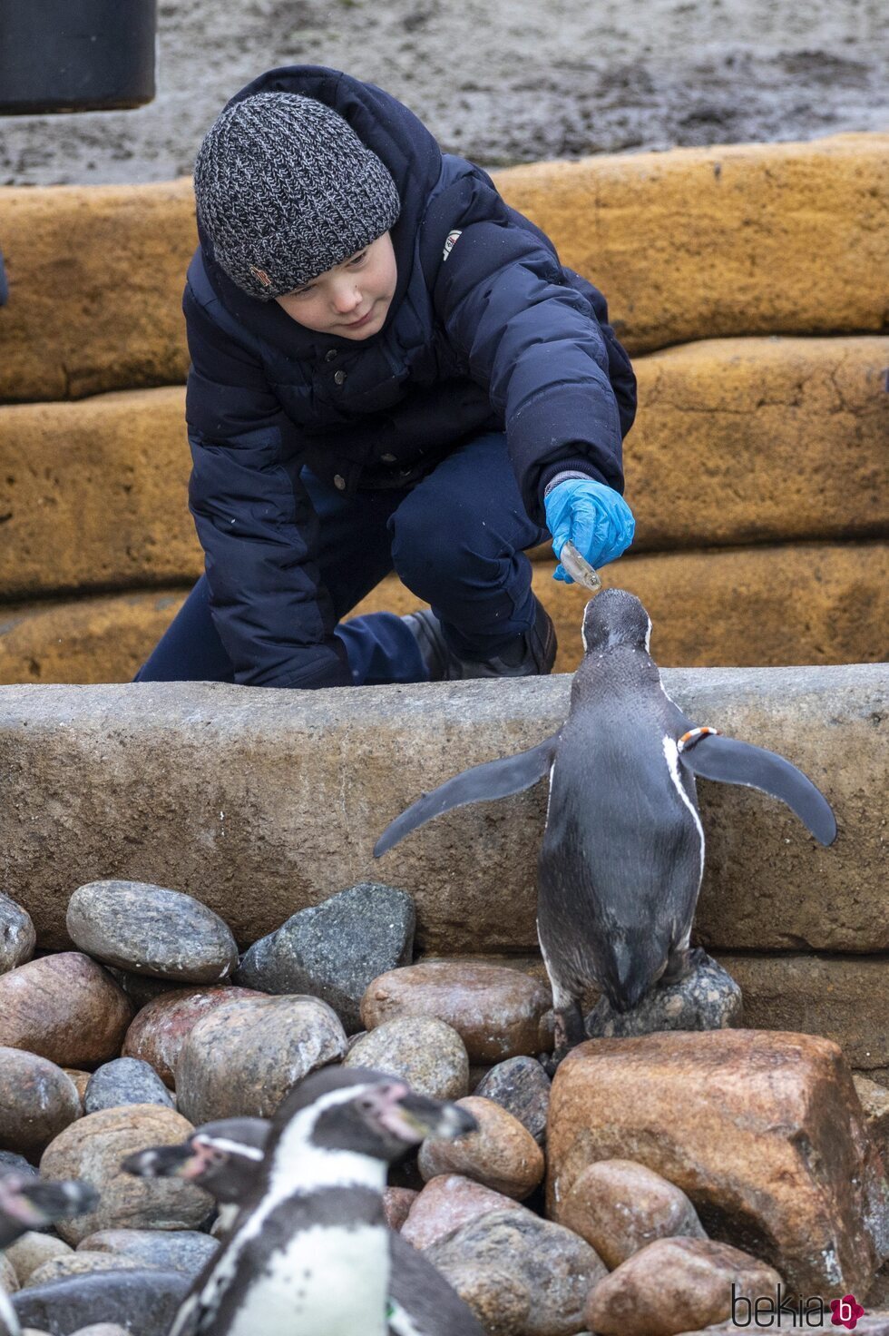 Vicente de Dinamarca alimentando a un pingüino en la inauguración del Mary's Australian Garden en el zoo de Copenhague
