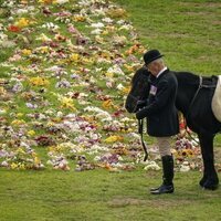El caballo favorito de la Reina Isabel II, Emma, a la espera del paso del féretro