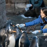 Henrik y Athena de Dinamarca dando de comer a unos pingüinos