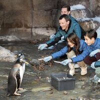 Joaquín y Marie de Dinamarca y sus hijos Henrik y Athena de Dinamarca dando de comer a los pingüinos