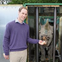 El Príncipe Guillermo con un rinoceronte en Port Lympne Wild Animal Park