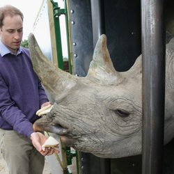 El Príncipe Guillermo da de comer a un rinoceronte en Kent