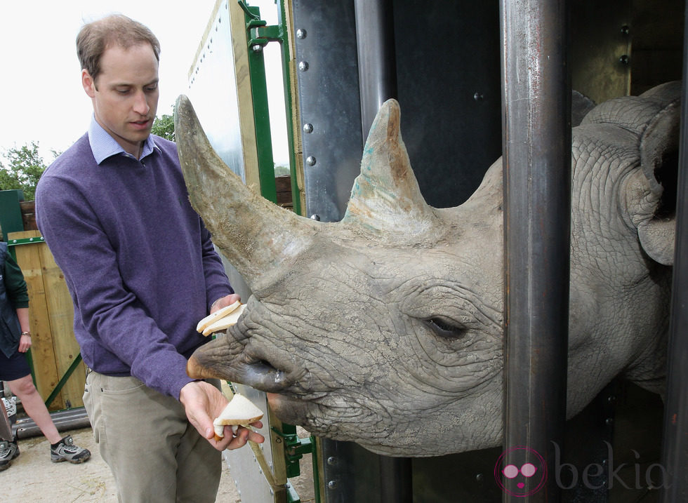 El Príncipe Guillermo da de comer a un rinoceronte en Kent