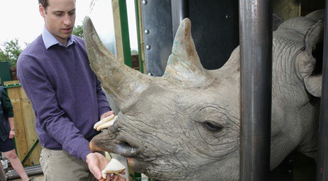 El Príncipe Guillermo da de comer a un rinoceronte en Kent
