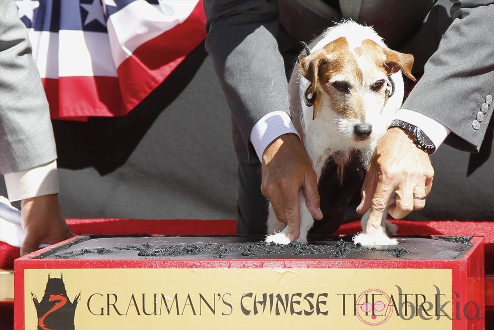 Uggie, el perro de 'The Artist', deja sus huellas en el Teatro Chino de Los Ángeles