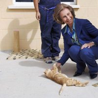 La Reina Sofía juega con un gato durante su visita a un centro de adopción de animales abandonados