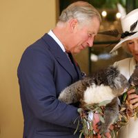 El Príncipe de Gales y la Duquesa de Cornualles sostienen koalas en Australia