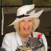 Camilla Parker Bowles, asustada al coger un koala en Australia