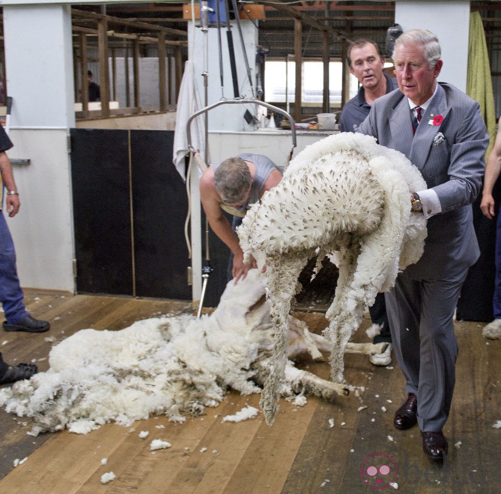 El Príncipe Carlos de Inglaterra esquilando ovejas en Tasmania