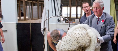 El Príncipe Carlos de Inglaterra esquilando ovejas en Tasmania