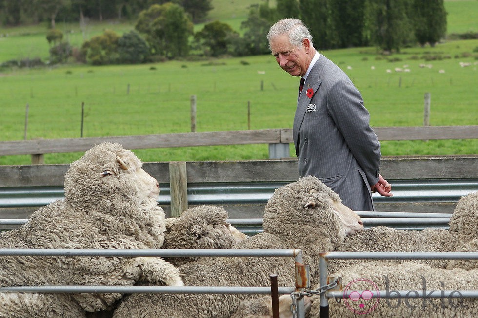El Príncipe de Gales observa unas ovejas en Tasmania