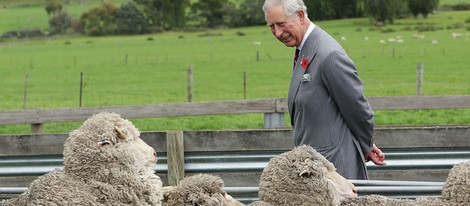 El Príncipe de Gales observa unas ovejas en Tasmania