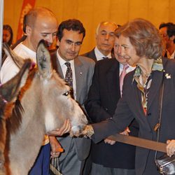 La Reina Sofía acariciando a un burro en la Exposición Internacional Canina de Primavera